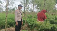 Ketahanan Pangan Dimulai dari Desa, Bhabinkamtibmas Dampingi Petani Cabai di Kediri Lombok Barat