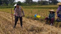 Ketahanan Pangan Dimulai dari Desa, Polsek Kuripan Dampingi Petani Jagung di Iting Langgem