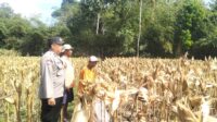 Panen Jagung Sukses di Gerung Selatan, Polri Hadir Jaga Kondusivitas