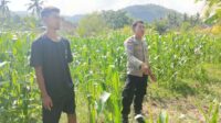 Polisi Desa Cendi Manik Dorong Ketahanan Pangan Lewat Pendampingan Petani Sekotong