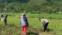 Sinergi Polisi-Warga Kuripan, Ketahanan Pangan Dimulai dari Pekarangan