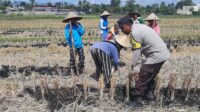 Polri Dukung Swasembada Pangan, Bhabinkamtibmas Montong Are Gandeng Petani