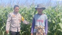 Polsek Gerung Pantau Lahan Jagung Siap Panen di Desa Beleka