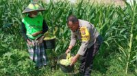 Sinergi Polri dan Warga Wujudkan Kemandirian Pangan di Labuapi (2) Polsek Labuapi Edukasi Warga Desa Jerneng untuk Tanam Sayur