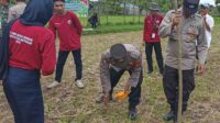 Sinergi Polsek Batulayar dan Warga Sandik Tanam Jagung Dukung Ketahanan Pangan