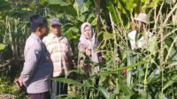 Jagung Jadi Andalan Banyumulek untuk Stabilkan Pangan Lokal