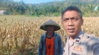 Bhabinkamtibmas Eyat Mayang Dukung Petani Jagung di Lembar untuk Ketahanan Pangan (2) Bhabinkamtibmas Eyat Mayang Dukung Petani Jagung di Lembar untuk Ketahanan Pangan