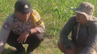 Bhabinkamtibmas Karang Bongkot Dukung Petani Jagung Manis Eksotik Lombok Barat