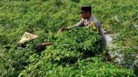 Bhabinkamtibmas Kuripan Utara Dampingi Petani Panen Cabai, Dukung Ketahanan Pangan