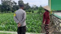Bhabinkamtibmas Montong Are Dukung Ketahanan Pangan Lewat Pendampingan Petani (2) Bhabinkamtibmas Montong Are Dukung Ketahanan Pangan Lewat Pendampingan Petani
