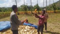 Bhabinkamtibmas Sekotong Dukung Petani Jagung di Desa Batu Putih (2) Bhabinkamtibmas Sekotong Dukung Petani Jagung di Desa Batu Putih