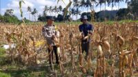 Bhabinkamtibmas Tempos Dampingi Panen Jagung, Wujud Nyata Dukung Ketahanan Pangan (2) Bhabinkamtibmas Tempos Dampingi Panen Jagung, Wujud Nyata Dukung Ketahanan Pangan