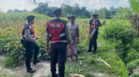 Polisi Lakukan Patroli Tanam Jagung di Dusun Kelebut untuk Dukung Swasembada Pangan