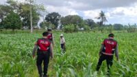 Polres Lombok Barat Dampingi Petani Gerung Utara, Dukung Swasembada Pangan (2) Polres Lombok Barat Dampingi Petani Gerung Utara, Dukung Swasembada Pangan