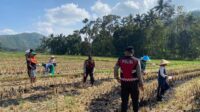 Polres Lombok Barat Dampingi Petani Jagung Desa Kebon Ayu untuk Ketahanan Pangan
