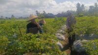 Polri Dampingi Petani Panen Cabai di Kuripan Utara, Dukung Ketahanan Pangan Lokal