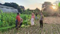 Polsek Kuripan Dukung Ketahanan Pangan di Dusun Pelulan Lewat Sosialisasi ke Petani Jagung (2) Polsek Kuripan Dukung Ketahanan Pangan di Dusun Pelulan Lewat Sosialisasi ke Petani Jagung