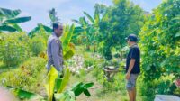 Polsek Lembar Dukung Ketahanan Pangan, Bhabinkamtibmas Beri Semangat Petani Jagung di Eyat Mayang