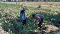 Sinergi Polri dan Petani, Optimalisasi Lahan Kosong di Dusun Jogot untuk Ketahanan Pangan (2) Sinergi Polri dan Petani, Optimalisasi Lahan Kosong di Dusun Jogot untuk Ketahanan Pangan
