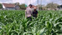 Sinergi Polri dan Petani, Panen Jagung di Sekotong Berjalan Aman (2) Sinergi Polri dan Petani, Panen Jagung di Sekotong Berjalan Aman