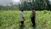 Polri di Tengah Petani Jagung: DDS Bangun Ketahanan Pangan Sekotong