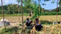 Dukung Ketahanan Pangan, Bhabinkamtibmas Lembar Beri Semangat Petani Jagung di Eyat Mayang (2) Dukung Ketahanan Pangan, Bhabinkamtibmas Lembar Beri Semangat Petani Jagung di Eyat Mayang