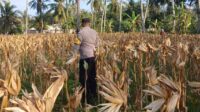 Panen Jagung di Dusun Lilin, Polsek Gerung Perkuat Sinergi dengan Petani