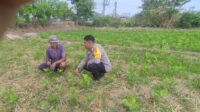 Sinergi Polri dan Warga Kuranji Dorong Desa Mandiri Pangan