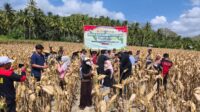 Panen Raya Jagung di Desa Pelangan, Polsek Sekotong Perkuat Ketahanan Pangan