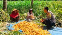 Sinergi Polri dan Petani Eyat Mayang untuk Perkuat Ketahanan Pangan Nasional