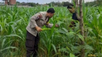 Lombok Barat, NTB – Komitmen Kepolisian Negara Republik Indonesia (Polri) dalam mendukung program ketahanan pangan nasional terus diwujudkan hingga ke tingkat desa. Di wilayah hukum Polres Lombok Barat, upaya nyata ini ditunjukkan melalui peran aktif Bhabinkamtibmas yang intensif mendampingi para petani. Salah satunya adalah kegiatan sambang yang dilakukan oleh Bhabinkamtibmas Desa Gelogor, Aipda Ahyar Haryanto, di Dusun Gelogor Selatan pada hari Rabu, 8 Oktober 2025. Sejak pukul 09.25 Wita, Aipda Ahyar Haryanto telah berada di tengah-tengah warga dan lahan pertanian, khususnya tanaman jagung, yang menjadi komoditas unggulan di daerah tersebut. Kegiatan ini tidak hanya sebatas kunjungan rutin, melainkan merupakan perwujudan sinergi antara aparat keamanan dengan masyarakat dalam menjamin ketersediaan pangan di tingkat lokal. Motivasi dan Pendampingan Langsung di Lahan Pertanian Dalam kunjungannya, Aipda Ahyar Haryanto berinteraksi langsung dengan para petani, melihat dari dekat kondisi tanaman jagung mereka, serta mendengarkan aspirasi dan kendala yang dihadapi. Kehadiran Bhabinkamtibmas di tengah areal persawahan ini memiliki nilai strategis ganda, yaitu menjaga keamanan dan ketertiban masyarakat (Kamtibmas) sekaligus memberikan motivasi dan dukungan moril dalam meningkatkan hasil panen. Petani di Dusun Gelogor Selatan menyambut baik kehadiran Aipda Ahyar Haryanto. Mereka merasa diperhatikan dan mendapatkan suntikan semangat untuk lebih giat dalam mengelola lahan. Tanaman jagung yang menjadi fokus sambang kali ini diharapkan dapat berkontribusi signifikan terhadap pasokan pangan, baik untuk kebutuhan lokal maupun nasional. Polri Dorong Peningkatan Semangat Bertani Warga Peran Bhabinkamtibmas dalam program ketahanan pangan merupakan bagian integral dari tugas tambahan Polri. Mereka berfungsi sebagai jembatan komunikasi yang efektif antara program-program pemerintah di sektor pertanian dengan implementasinya di masyarakat petani. Hal ini sejalan dengan arahan pimpinan Polri untuk menjadikan personel di lapangan sebagai motor penggerak pembangunan dan kesejahteraan masyarakat. Kepala Bagian Sumber Daya Manusia (Kabag SDM) Polres Lombok Barat, AKP Taufik Hidayat, S.H., menegaskan bahwa dukungan terhadap sektor pertanian adalah prioritas. Beliau menyoroti pentingnya peran Bhabinkamtibmas sebagai ujung tombak dalam mencapai sasaran ketahanan pangan. “Kami dari Polres Lombok Barat sangat serius mendukung program pemerintah di bidang ketahanan pangan. Kehadiran Bhabinkamtibmas seperti Aipda Ahyar Haryanto di Desa Gelogor adalah bukti nyata komitmen kami,” ujar AKP Taufik Hidayat, S.H. Beliau melanjutkan, “Kami berharap para petani di Gelogor, khususnya yang membudidayakan jagung, terus semangat dan konsisten dalam merawat tanamannya. Aipda Ahyar Haryanto bertugas untuk memotivasi mereka agar lebih giat dalam bertani, karena keberhasilan pertanian adalah fondasi utama dari ketahanan pangan daerah kita.” Kontribusi Jagung dalam Mewujudkan Swasembada Pangan Komoditas jagung memiliki peran vital sebagai salah satu penopang utama kebutuhan pangan dan pakan di Indonesia. Peningkatan produksi jagung di daerah seperti Gelogor, Lombok Barat, secara langsung akan memperkuat swasembada pangan nasional dan stabilitas harga komoditas. Melalui kegiatan sambang ini, Bhabinkamtibmas juga menyampaikan pesan-pesan yang bersifat edukatif. Selain memberikan dorongan, mereka turut mengingatkan petani mengenai pentingnya pola tanam yang efisien, penggunaan bibit unggul, serta upaya pencegahan gangguan keamanan di lahan pertanian. Kolaborasi dengan instansi terkait, seperti Penyuluh Pertanian Lapangan (PPL), akan terus diperkuat untuk memberikan bimbingan teknis yang optimal kepada warga. Dengan sinergi yang kuat antara Polri, khususnya Bhabinkamtibmas, dan seluruh elemen masyarakat petani, diharapkan Desa Gelogor dapat menjadi contoh keberhasilan dalam mewujudkan masyarakat yang mandiri secara pangan, sehat, dan sejahtera. Keaktifan Aipda Ahyar Haryanto dalam mendampingi petani menjadi cerminan bahwa aparat keamanan tidak hanya bertugas menjaga keamanan, tetapi juga menjadi mitra strategis dalam upaya meningkatkan kesejahteraan dan ketahanan pangan bangsa.