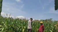 Tanpa Kendala Pupuk, Petani Jagung di Lombok Barat Semakin Optimis