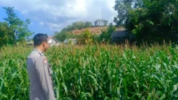 Kehadiran Polisi di Ladang Jagung, Bukti Sinergi Polri dan Petani di Lombok Barat