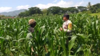 WhatsApp Image 2025-10-17 at 11.10.21_result Polsek Kuripan Turun ke Sawah, Dukung Petani Tingkatkan Produksi Jagung
