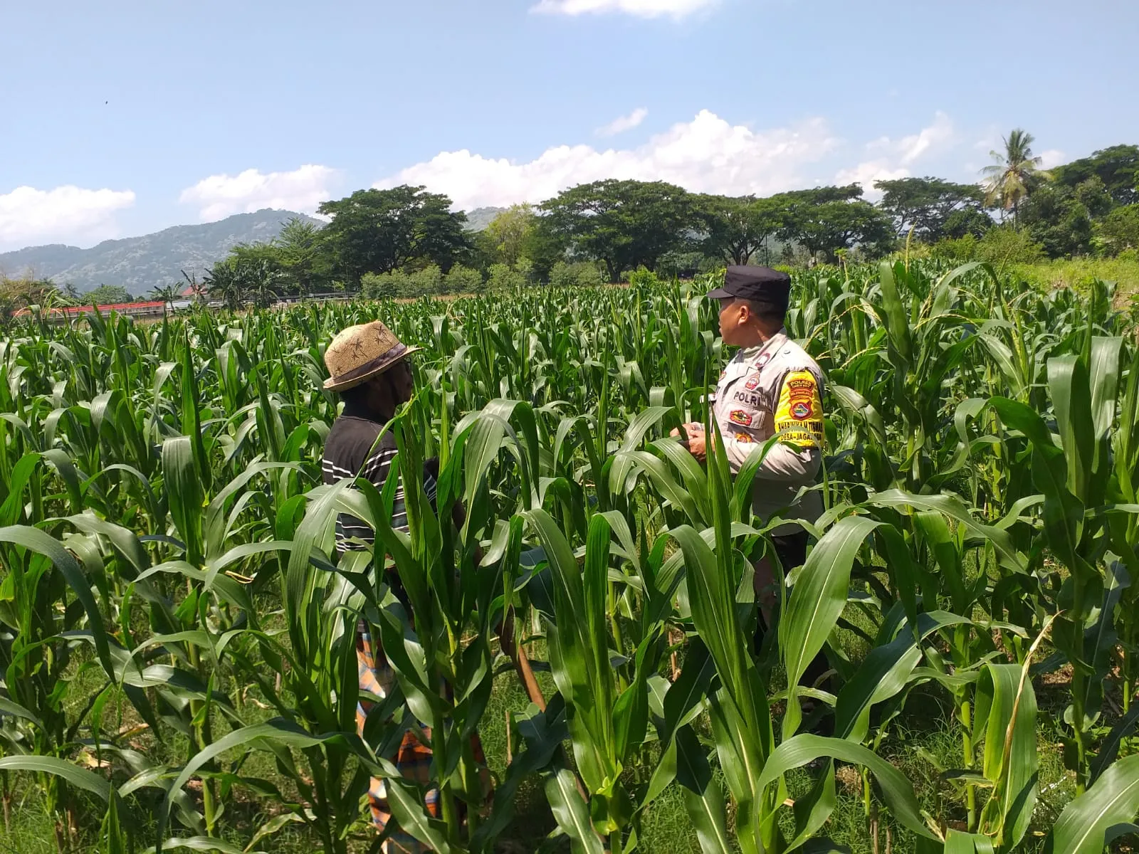 Polsek Kuripan Turun ke Sawah, Dukung Petani Tingkatkan Produksi Jagung