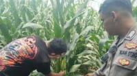 WhatsApp Image 2025-10-23 at 14.54.29 (1)_result Bhabinkamtibmas Turun ke Sawah, Petani Lombok Barat Kian Semangat