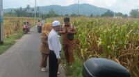 WhatsApp Image 2025-10-29 at 12.09.50 (1) Panen Jagung di Babussalam, Polri Jadi Sahabat Petani Lombok Barat