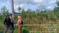 WhatsApp Image 2025-11-04 at 11.03.00 (1) Bhabinkamtibmas Kediri Lobar dan PPL Tinjau Panen Jagung, Jaga Kestabilan Pangan Desa