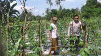 WhatsApp Image 2025-11-05 at 11.34.12 Sinergi Polri-Warga: Pekarangan Rumah Jadi Kunci Mandiri Pangan