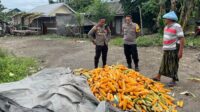 WhatsApp Image 2025-11-13 at 11.39.43 Polsek Labuapi Bantu Petani Amankan Harga Panen Jagung ke Bulog