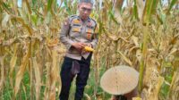 Peran Polri Jaga Stabilitas Harga, Petani Jagung Lombok Barat Diimbau Jual ke Bulog