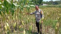 Strategi Polsek Labuapi Tingkatkan Produksi Jagung NTB