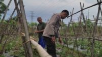 Polsek Sekotong Dampingi Petani Kuranji Dalang