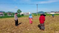 36a56cf0-4dac-4c29-bba7-d7adf6b48e0a Optimalkan Lahan Pasca-Panen, Petani Lombok Barat Tanam Jagung