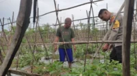 Strategi Polsek Labuapi Perkuat Stok Pangan di Lombok Barat