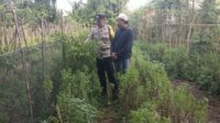 Bhabinkamtibmas Desa Babussalam Dorong Kemandirian Pangan Warga Gerung