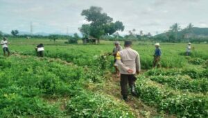 Sinergi Bhabinkamtibmas dan Petani Jagung di Desa Taman Ayu
